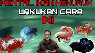 Download lagu MENTAL IKAN CUPANG MENURUN... LAKUKAN CARA INI mp3