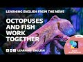 Octopuses And Fish Work Together BBC Learning English From The News