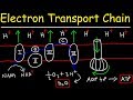 Electron Transport Chain - ATP Synthase, Chemiosmosis, & Oxidative Phosphorylation