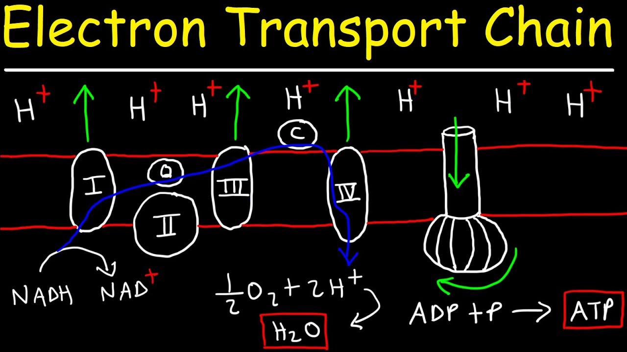 Electron Transport Chain - ATP Synthase, Chemiosmosis, & Oxidative Phosphorylation
