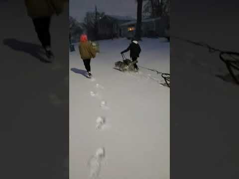 2021-02-15 Dogsledding with Niska and Kylo, Jordyn on runners, video 1 of 6