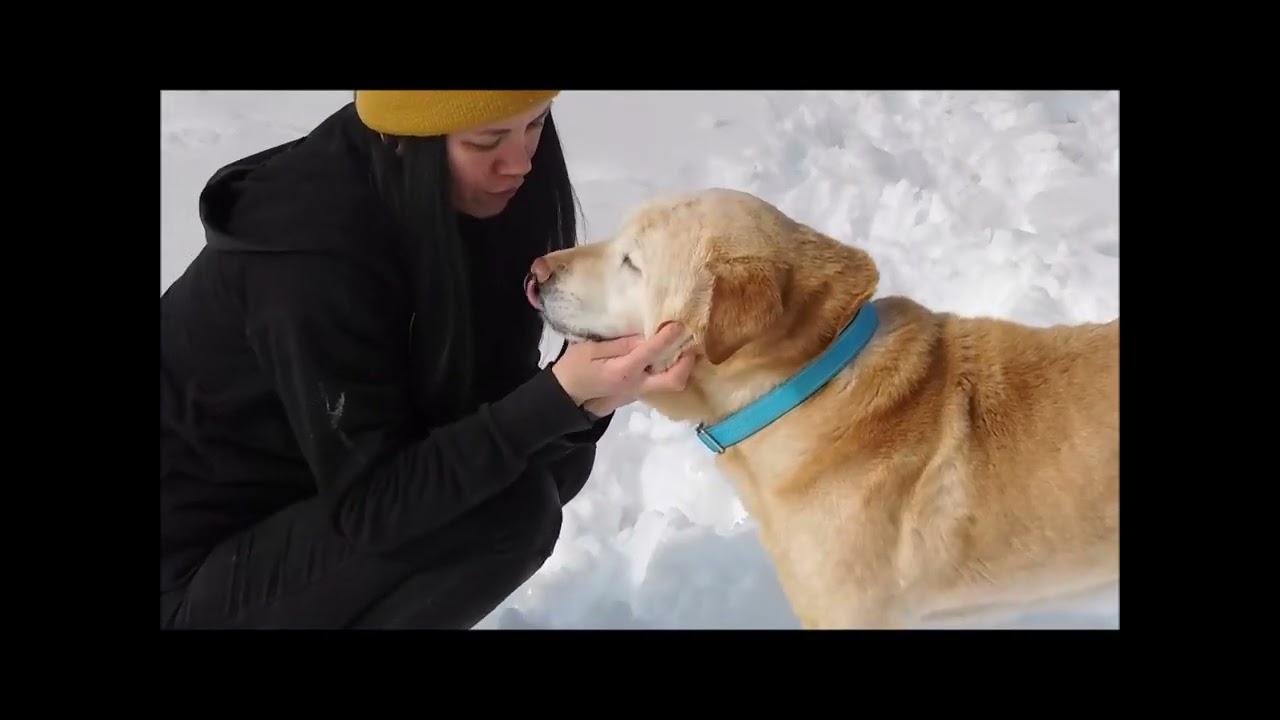 Enlarge GUS, an adopted Labrador Retriever in Ironwood, MI video 2/2