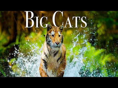  Big Cats Of The World 4K - Scenic Wildlife Film With Inspiring Music