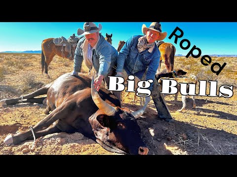 Roping Big Bulls on the Bundy Ranch "We filled the trailer"