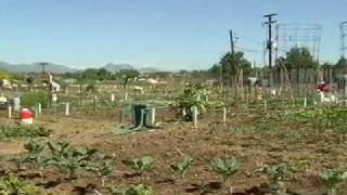 preview picture of video 'Arvada Community Garden'