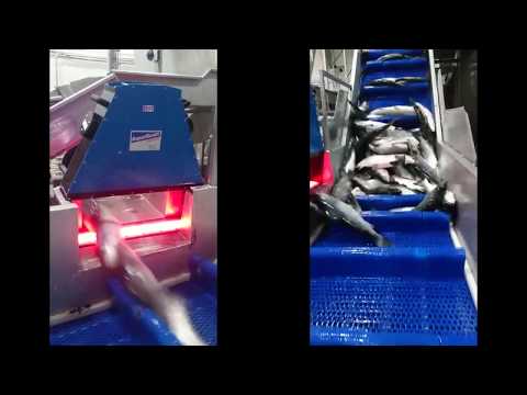 AquaScan CSW6900 at Mowi processing plant