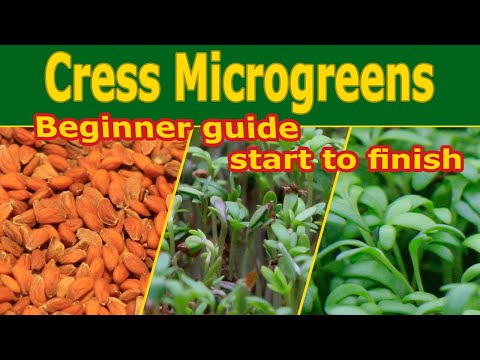 Cress Microgreens or Sprouts - How to grow - Walk through