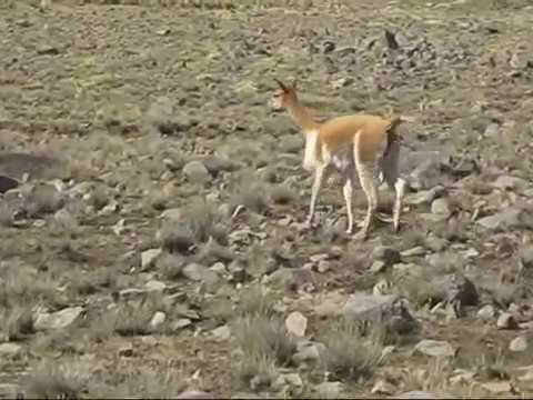 EL CHOFERCITO - LOS PUQUIALES