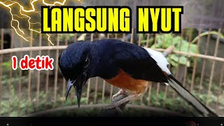 Download lagu 1DETIK PUTAR‼️ PANCINGAN MURAI BATU GACOR PAGI-SORE SEKALI DENGAR MURAI BATU APAPUN LANGSUNG BUNYI mp3