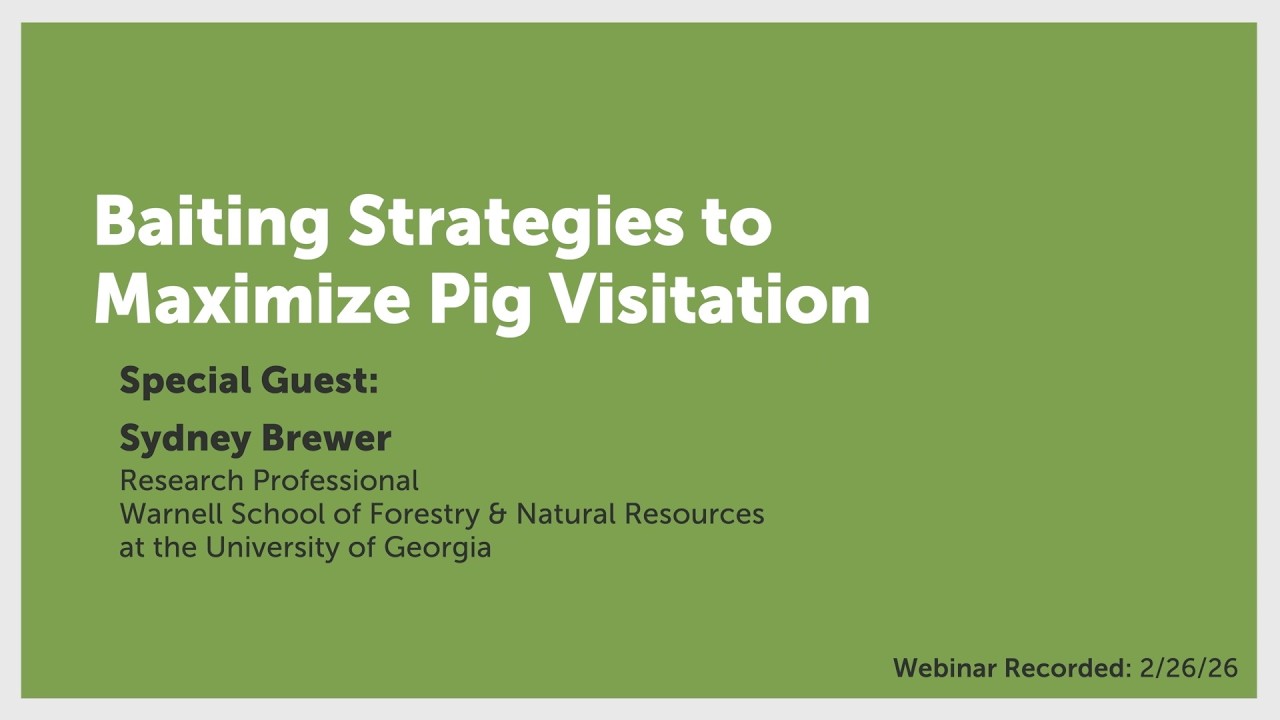 Best Bait for Wild Hogs? Research-Backed Baiting Strategies for Feral Pig Trapping