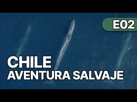 Chile - Un Viaje Salvaje - EP 2 | La Reina de los Océanos