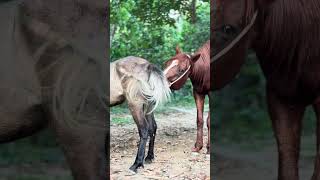 Download lagu Horse mating procces🥸 #shorts #horse #breeding #fyp mp3