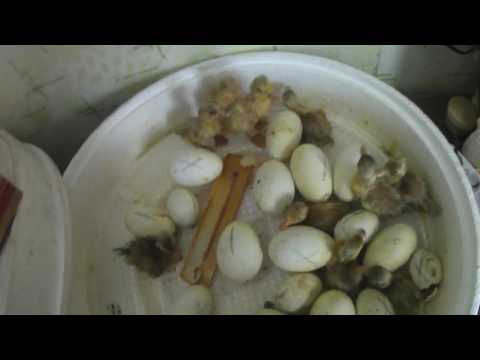 Инкубация//Утята вылупились//Гусята проклюнулись