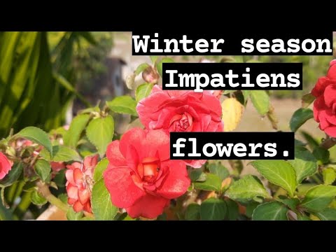 Impatiens flowers winter season (Pranita's garden )
