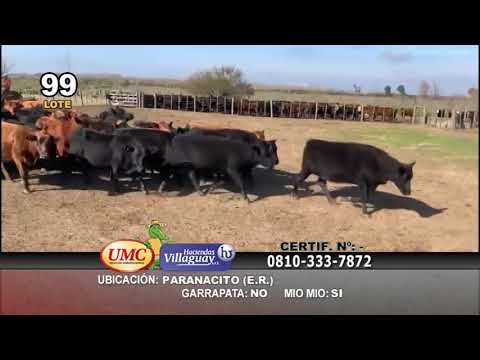 Lote 250 Vacas de invernar en Ceibas, Entre Ríos