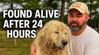 Our Livestock Guardian Dog Ran Away For 24 Hours
