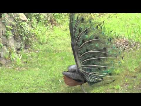 Pfau balzt 1 min