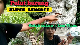 Download lagu Cara Buat Pulut Burung SUPER Lengket,, Cukup Dengan Getah Sukun   Lem Tikus mp3 Download lagu Cara Buat Pulut Burung SUPER Lengket,, Cukup Dengan Getah Sukun   Lem Tikus mp3