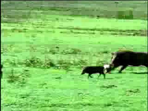 Fooled by Nature - Wart Hog Warriors