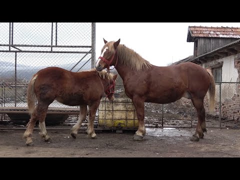 Caii lui Marius de la Chintelnic, Bistrita Nasaud - 2020 Nou!!!