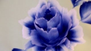 Pintando uma rosa azul muito bela