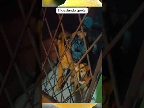 They complain #funnypuppies #dogs #viral