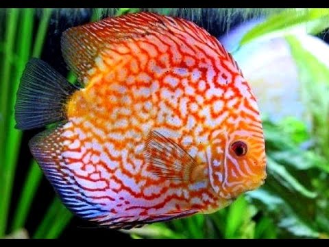Discus Fish (Symphysodon)