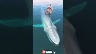 Download lagu Penampakan ikan paus terbesar di dunia#animals#hewanlaut#ikanpaus mp3