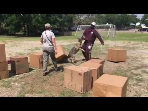 Minyan - All Around K9 Showdown 2018