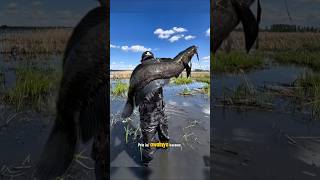 Download lagu STRIKE GABUS MONSTER Anglers are automatically happy! 🐟 #shortsfeed #shorts #fishing #mancing #sh... mp3 Download lagu STRIKE GABUS MONSTER Anglers are automatically happy! 🐟 #shortsfeed #shorts #fishing #mancing #sh... mp3