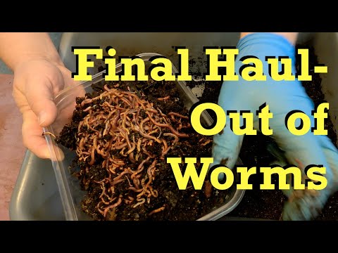 Moved worms & harvested castings from 159-day red wiggler bin - vermicomposting