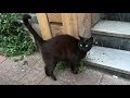 Black Cat Meowing Very Loudly Because She Is So Hungry