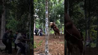 Download lagu Sapi 1 Ton Ngamuk😨 mp3 Download lagu Sapi 1 Ton Ngamuk😨 mp3