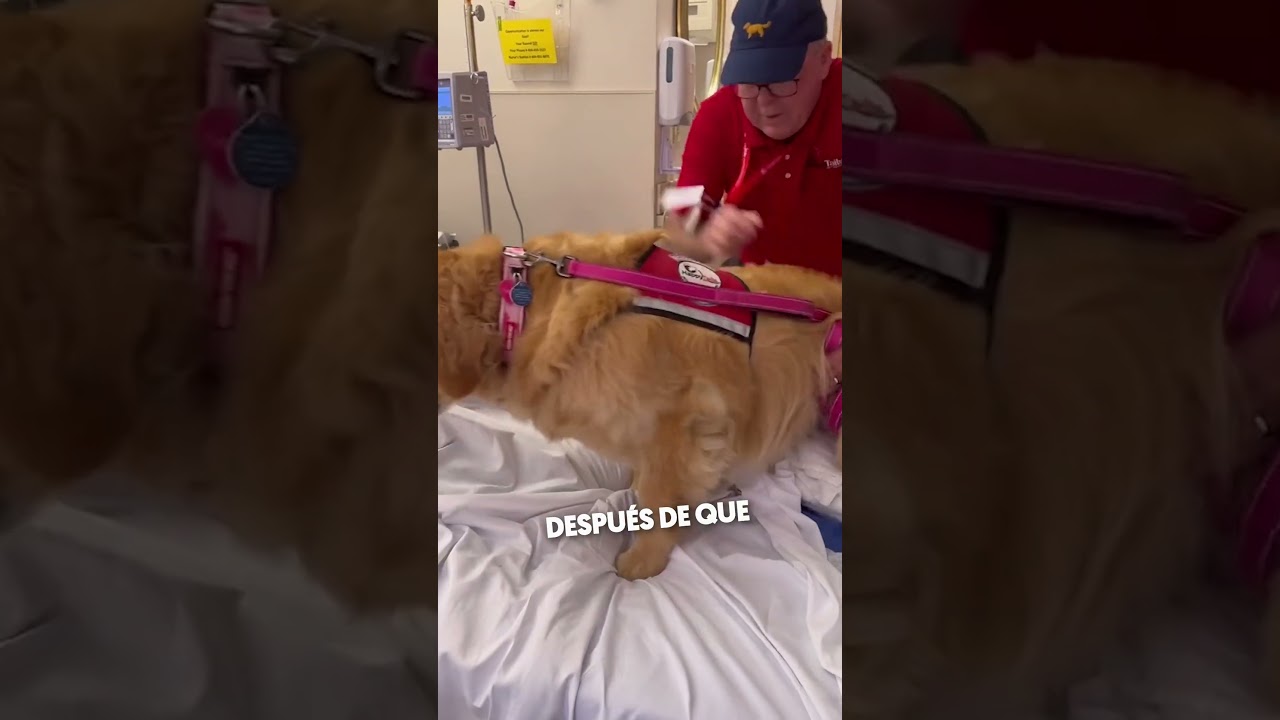 Esta Perro Ayuda Chica con Cáncer 🥺❤️