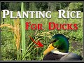 Planting RICE for Ducks | Planting a Drained Beaver Swamp with Rice for Duck Hunting