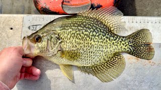 THERE WERE SO MANY CRAPPIE HERE! NEVER GIVE UP!