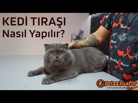 anestezisiz kedi tıraşı