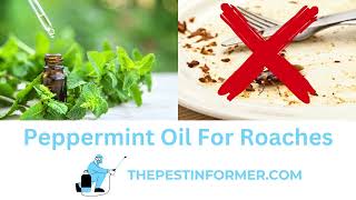 Preventing Cockroaches With Peppermint Oil | Safe and Effective Way To Deter Roaches!