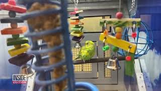Exclusive: PETA Undercover Investigation Exposes Alleged Animal Abuse At So-Called Parakeet Mill