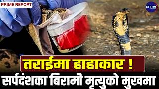 सर्पको टोकाइभन्दा घातक सरकारी लापर्बाही!देशभर एन्टिभेनमको हाहाकार,६० जनाको ज्यान जाँदासम्म चेत खुलेन