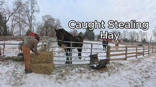 Winter Feed Up After an Ice Storm ❄️ | Real Farm Life, No Days Off