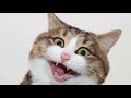 KUCING SOK IMUT