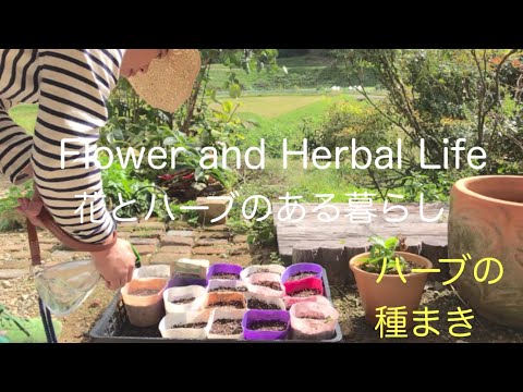 チャイブの種まき: 最良のヒント 植物