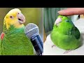 Smart And Funny Parrots Parrot Talking Videos Compilation (2024) - Cute Birds #34