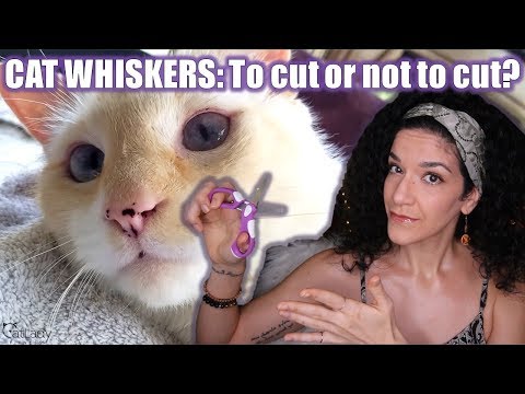 Should you TRIM or cut your cat's whiskers? (Let's talk KITTY WHISKERS!) 🐱🤔 Part 1 of 2