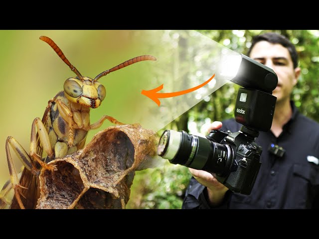 Vídeo relacionado con TARION Flash Fotográfico Speedlite Mini - GN13 Flash con Zapata Estándar Control Óptico S1 S2-22 Niveles Potencia Compatible Canon Nikon Sony Fuji Negro SL01 SOFTBEAM