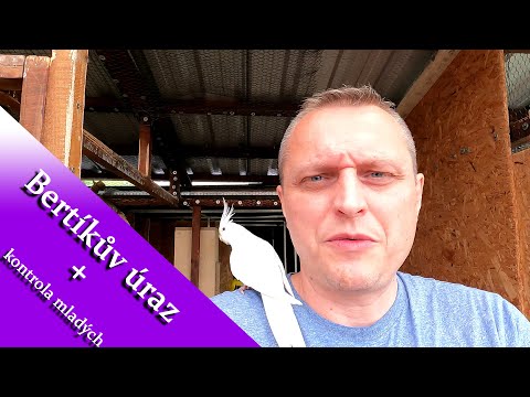 [4K]Bertíkův úraz + kontrola mladých korelek │KorelyEu