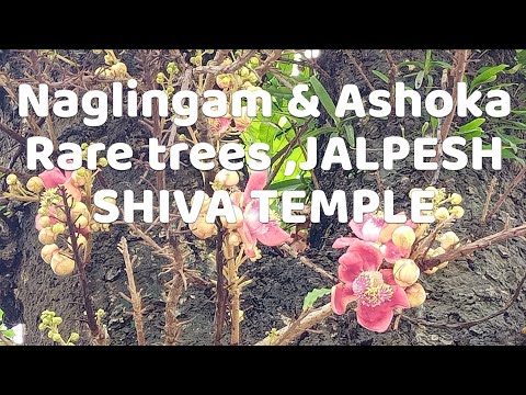 Naglingam & Ashoka rare trees /Jalpesh Shiva Temple / Jalpaiguri/WB