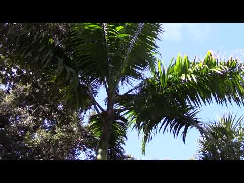 Roystonea oleracea at Marie Selby Botanical Gardens