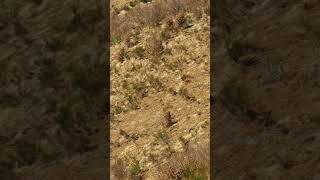 Batida de jabalí en las montañas de los Pirineos con David Cotela